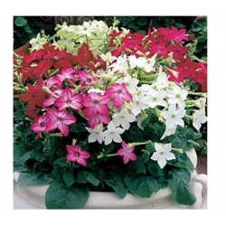 nasiona Tytoń karłowy Roulette swikx119