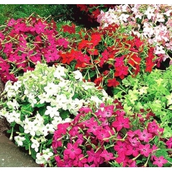 nasiona Tytoń karłowy Roulette swikx119