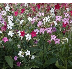 nasiona Tytoń karłowy Roulette swikx119