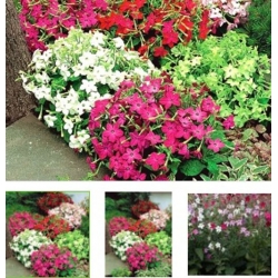 nasiona Tytoń karłowy Roulette swikx119