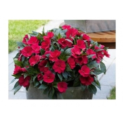 nasiona Niecierpek Waleriana czerwony swikx44