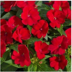 nasiona Niecierpek Waleriana czerwony swikx44