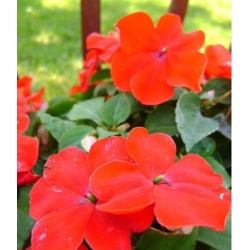 nasiona Niecierpek Waleriana czerwony swikx44