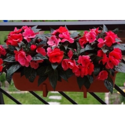 nasiona Niecierpek Waleriana czerwony swikx44