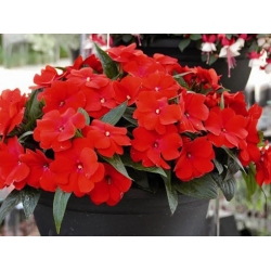 nasiona Niecierpek Waleriana czerwony swikx44