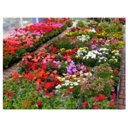 nasiona Niecierpek Waleriana mix swikx41