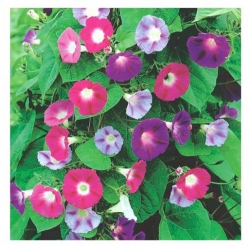 nasiona Wilec Early Call swikx168