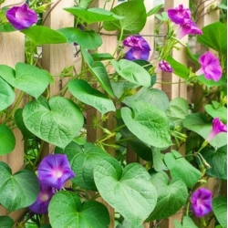 nasiona Wilec Early Call swikx168