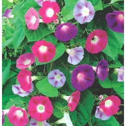 nasiona Wilec Early Call swikx168