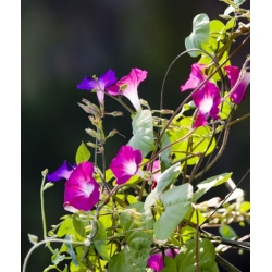 nasiona Wilec Early Call swikx168