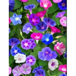 nasiona Wilec Early Call swikx168