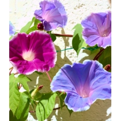 nasiona Wilec Early Call swikx168