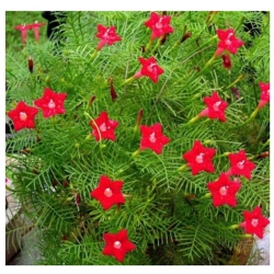 nasiona Wilec pierzasty czerwony swikx167