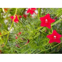 nasiona Wilec pierzasty czerwony swikx167