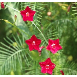 nasiona Wilec pierzasty czerwony swikx167