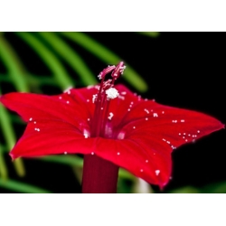 nasiona Wilec pierzasty czerwony swikx167