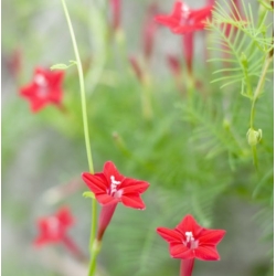 nasiona Wilec pierzasty czerwony swikx167