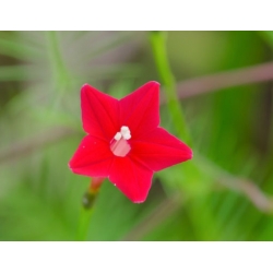 nasiona Wilec pierzasty czerwony swikx167