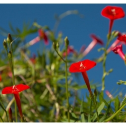 nasiona Wilec pierzasty czerwony swikx167