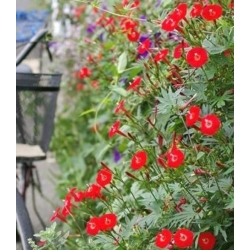 nasiona Wilec pierzasty czerwony swikx167