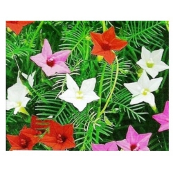 nasiona Wilec pierzasty mix swikx166