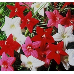 nasiona Wilec pierzasty mix swikx166