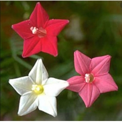 nasiona Wilec pierzasty mix swikx166