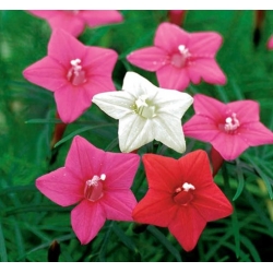 nasiona Wilec pierzasty mix swikx166