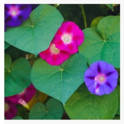 nasiona Wilec powój pnący swikx112