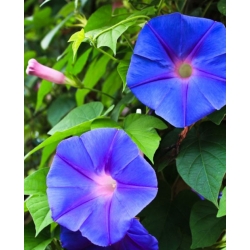 nasiona Wilec powój pnący swikx112