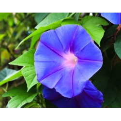 nasiona Wilec powój pnący swikx112