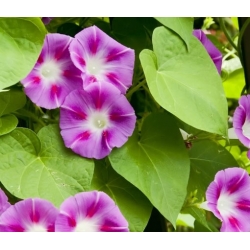 nasiona Wilec powój pnący swikx112