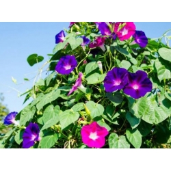 nasiona Wilec powój pnący swikx112