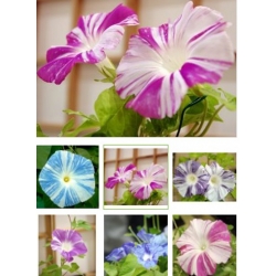 nasiona Wilec powój pnący Arlekin swikx154