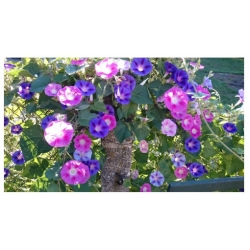 nasiona Wilec, powój pnący Morning Call swikx163