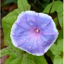 nasiona Wilec, powój pnący Morning Call swikx163