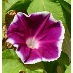 nasiona Wilec, powój pnący Morning Call swikx163