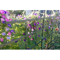 nasiona Wilec, powój pnący Morning Call swikx163