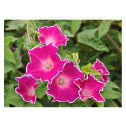 nasiona Wilec, powój pnący Red Picotee swikx162