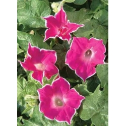 nasiona Wilec, powój pnący Red Picotee swikx162