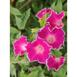 nasiona Wilec, powój pnący Red Picotee swikx162