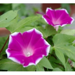 nasiona Wilec, powój pnący Red Picotee swikx162