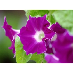 nasiona Wilec, powój pnący Red Picotee swikx162