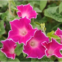 nasiona Wilec, powój pnący Red Picotee swikx162