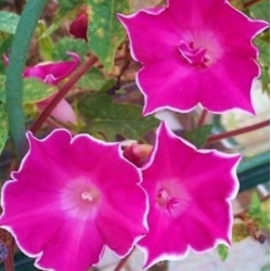 nasiona Wilec, powój pnący Red Picotee swikx162