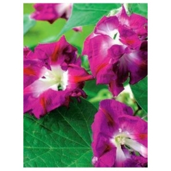 nasiona Wilec Reffles swikx164