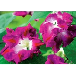 nasiona Wilec Reffles swikx164