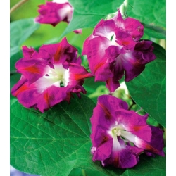 nasiona Wilec Reffles swikx164