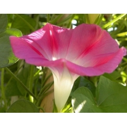 nasiona Wilec Reffles swikx164