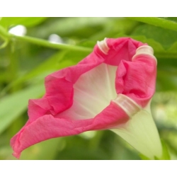 nasiona Wilec Reffles swikx164